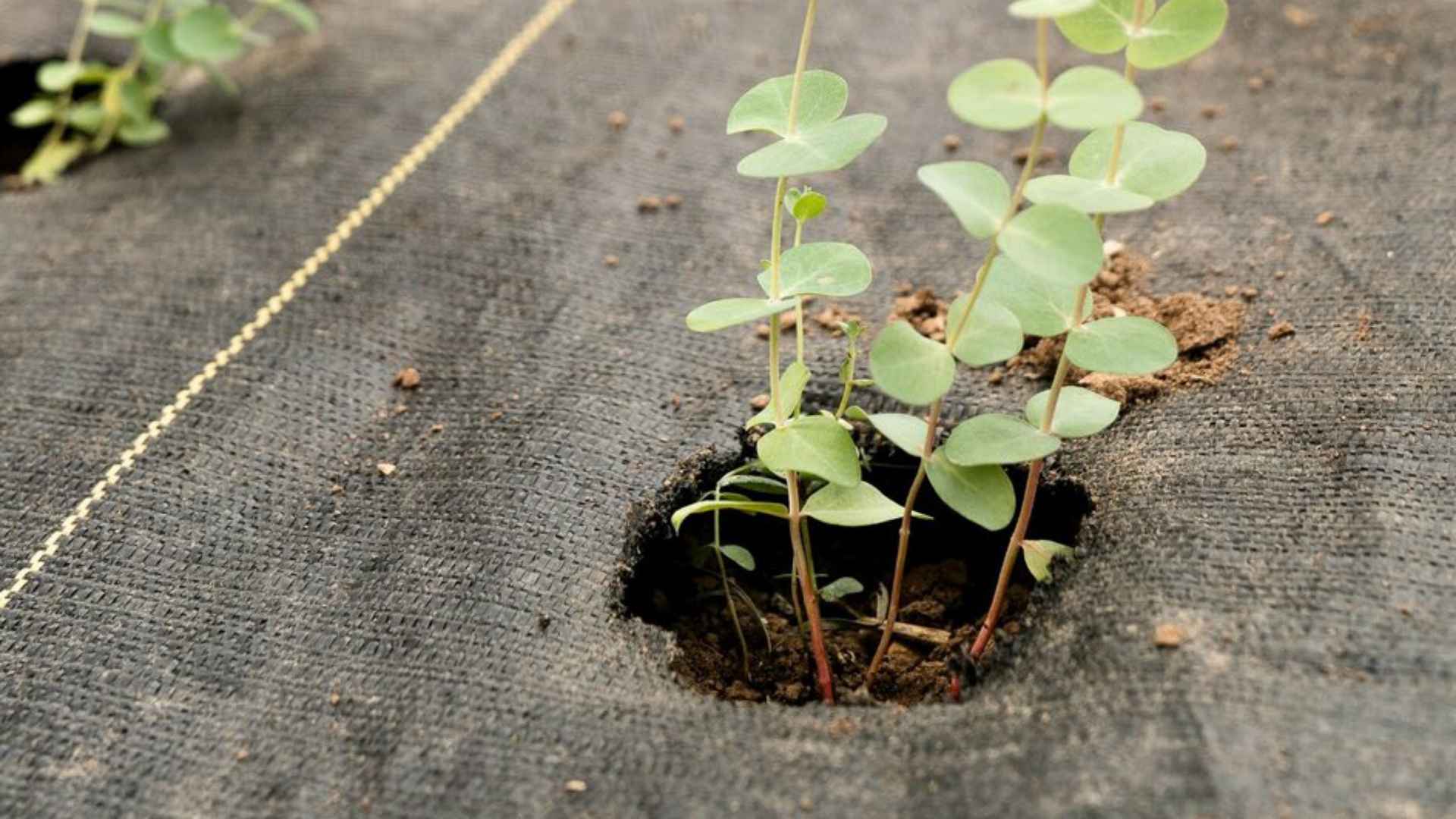 illustration du site La Maison Jardin, films tissés et non tissés pour jardin et aménagements paysagers